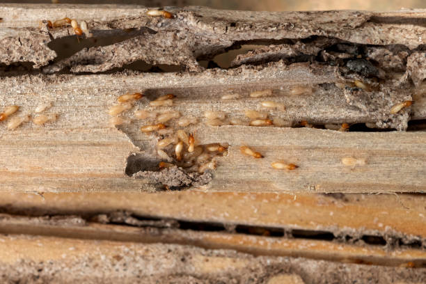 Best Commercial Pest Control Services  in West Liberty, OH